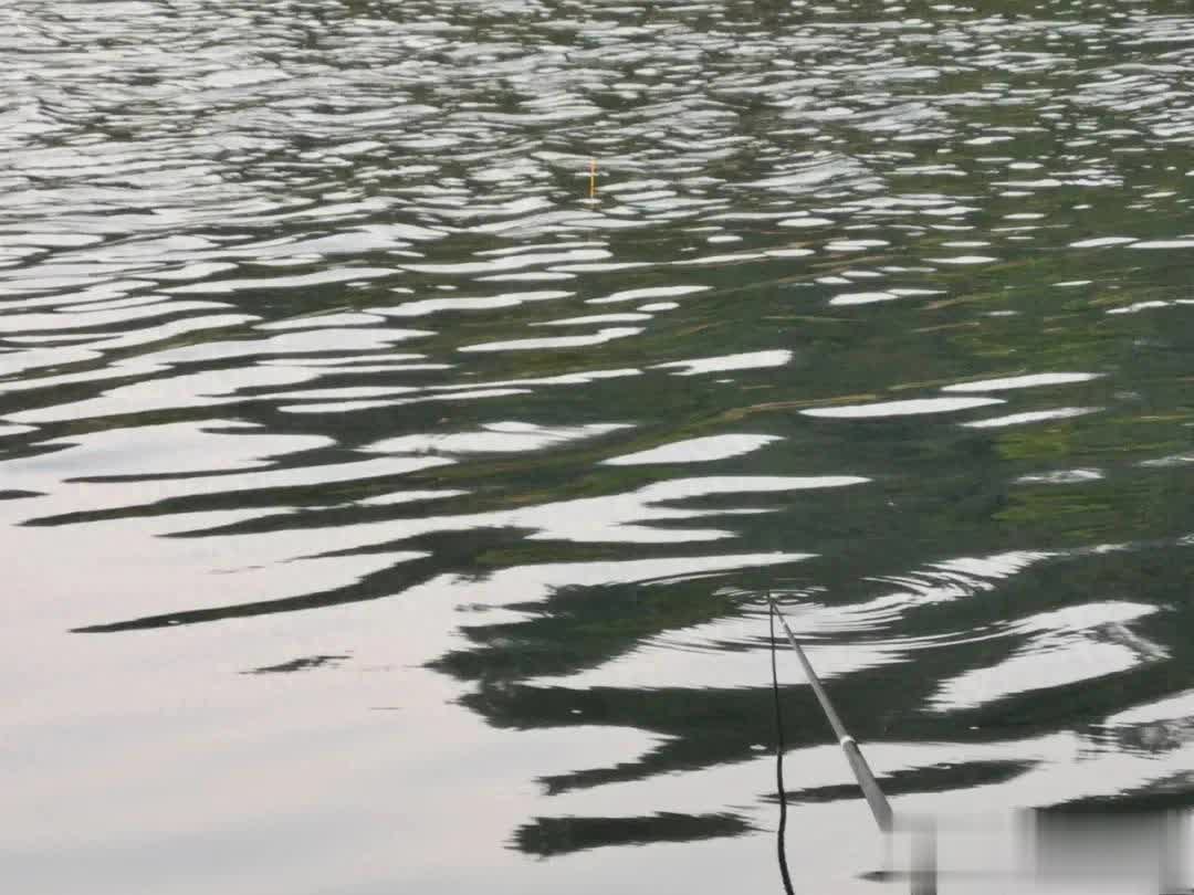 守大鱼还是, span, 候更喜欢微