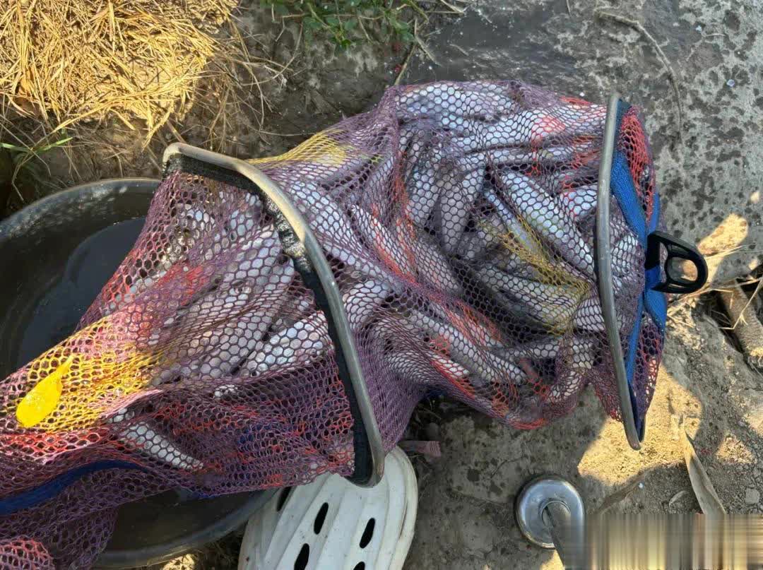 这都是需要, amp