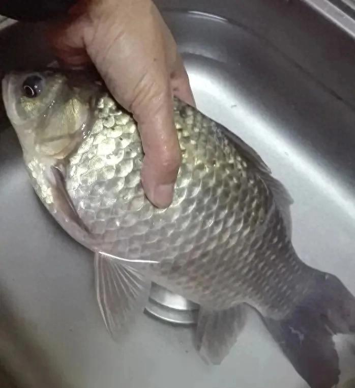 鱼基本处于, 的耐低温性 鱼基本处于, 的耐低温性