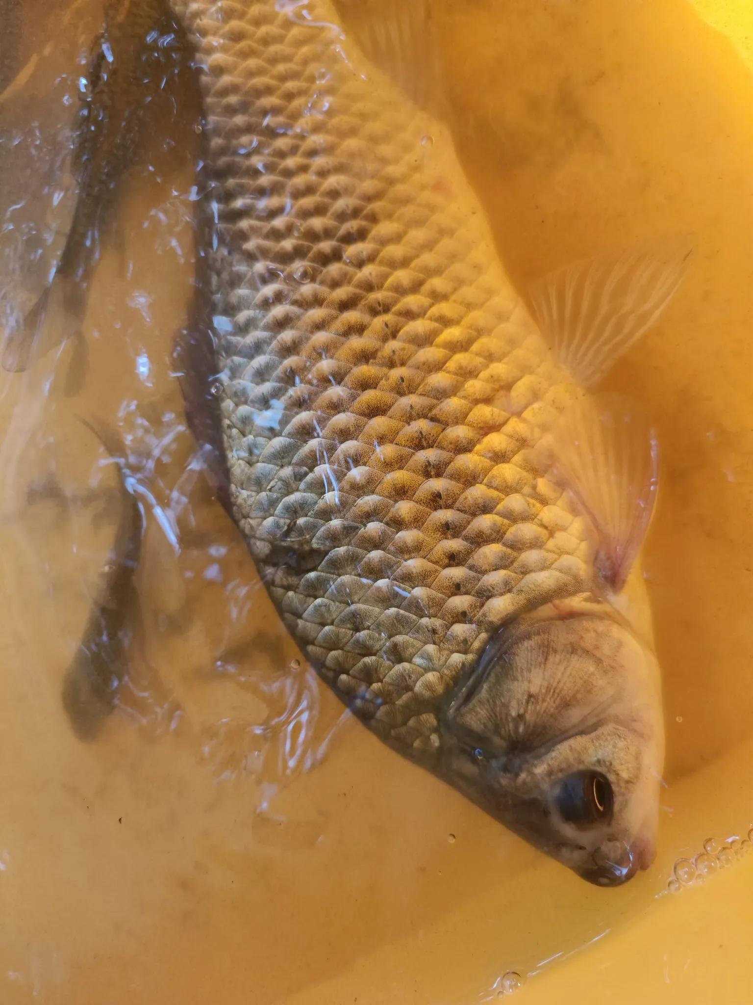 的钓点钓位, 鱼留鱼目的 的钓点钓位, 鱼留鱼目的