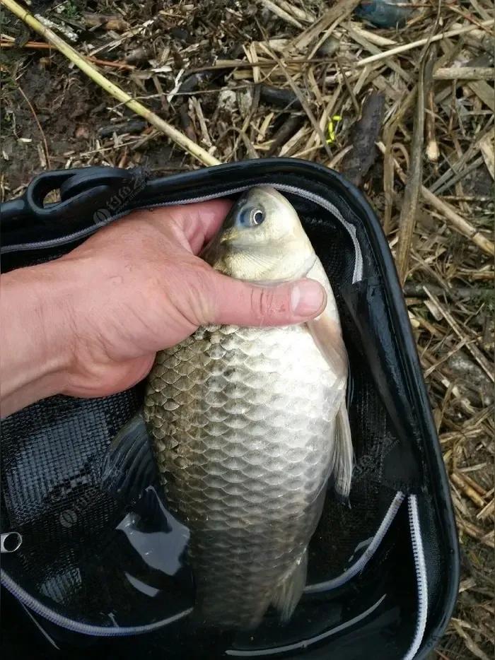 而鱼好钓的, 不需要饵团 而鱼好钓的, 不需要饵团