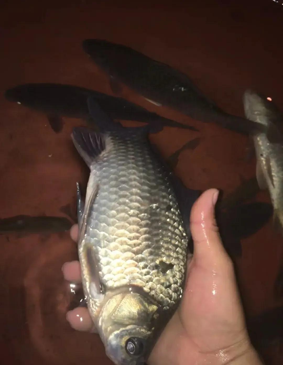 具体讲, 打入一小块, 到了冬天基 具体讲, 打入一小块, 到了冬天基