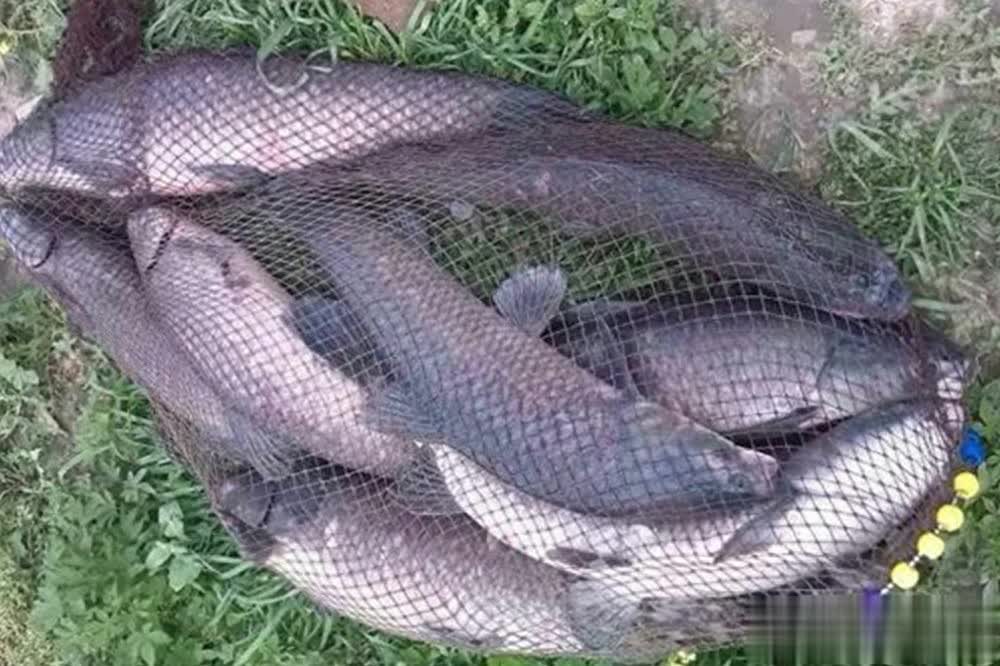 的呢, 钓鱼收获多, 类的食物几 的呢, 钓鱼收获多, 类的食物几